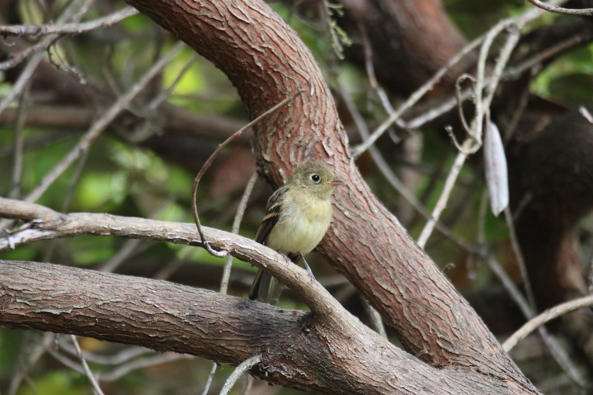 Western Flycatcher (Pacific-slope) - ML642028219