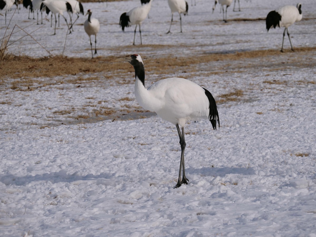 Red-crowned Crane - ML642028220