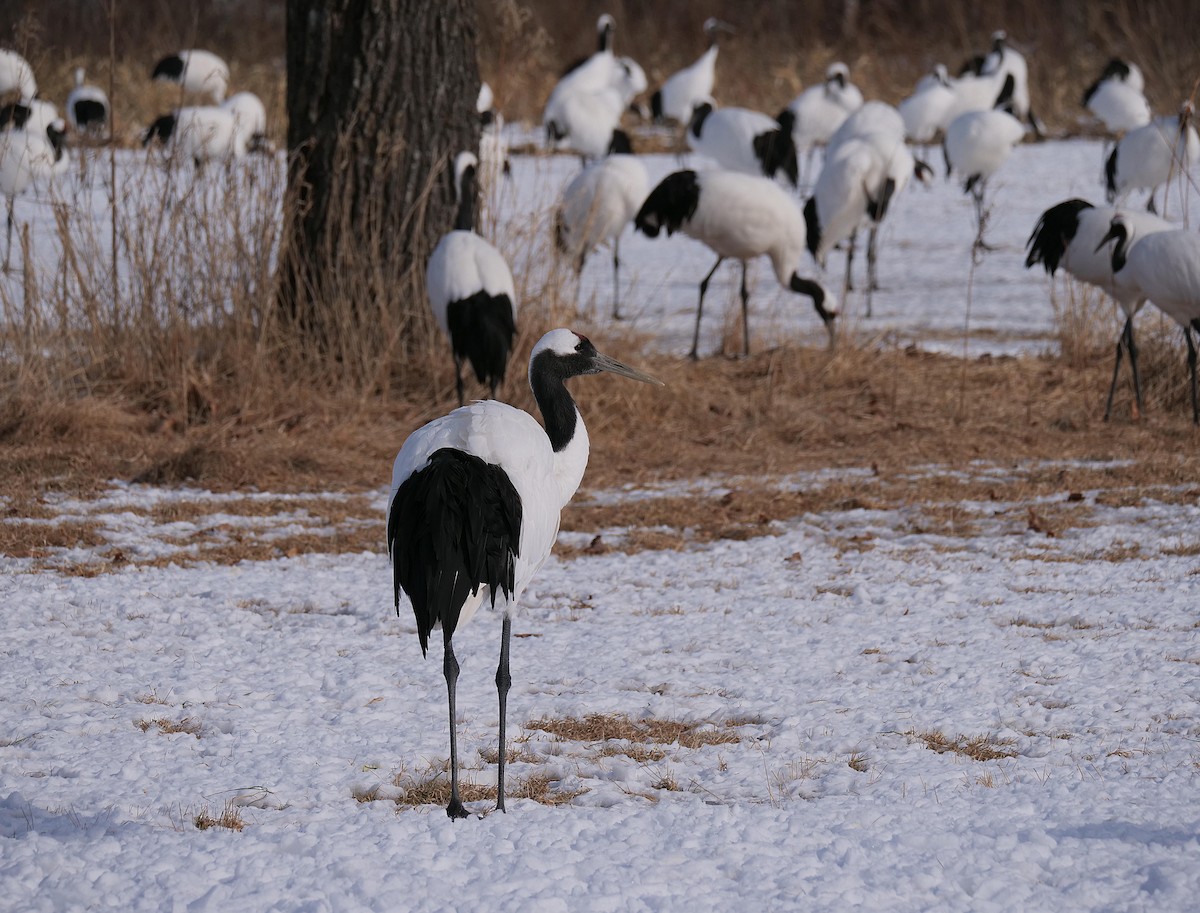 Red-crowned Crane - ML642028240