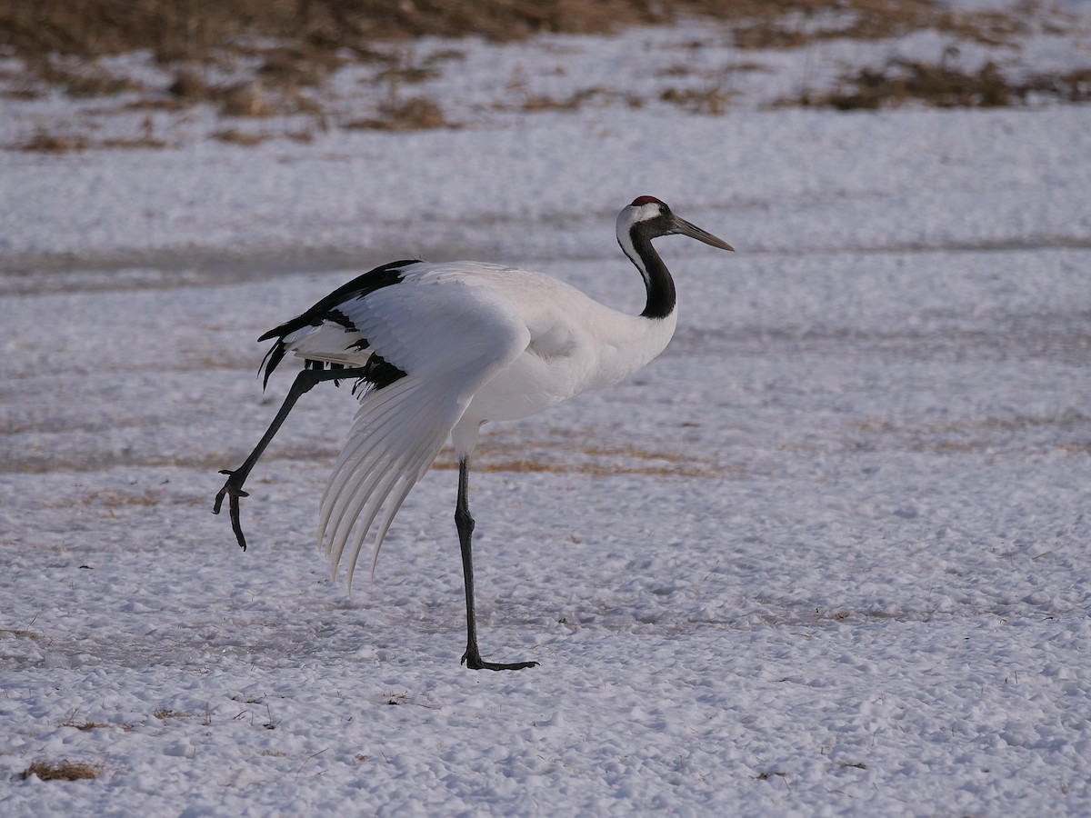 Red-crowned Crane - ML642028254