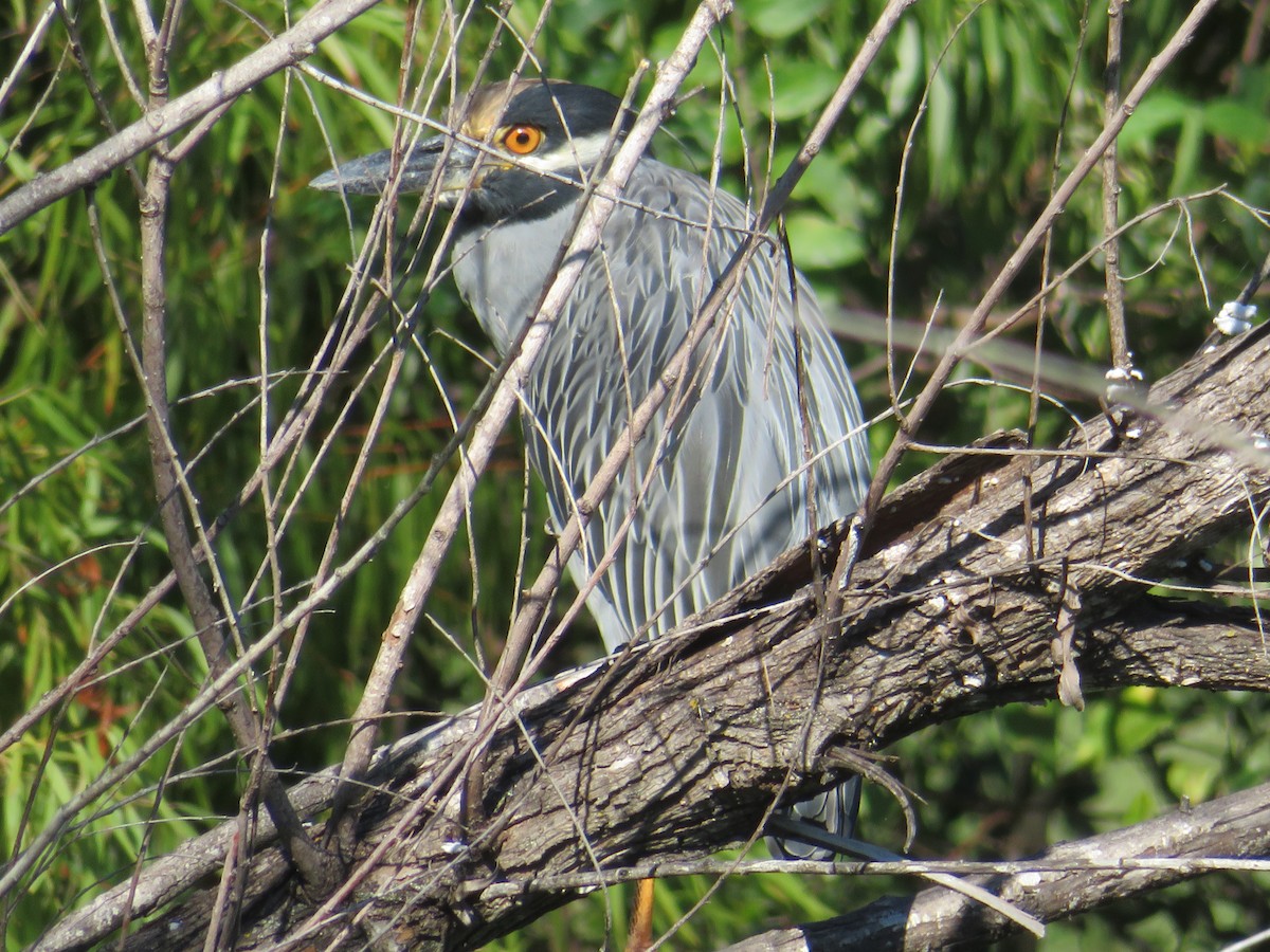 Yellow-crowned Night Heron - ML642028263