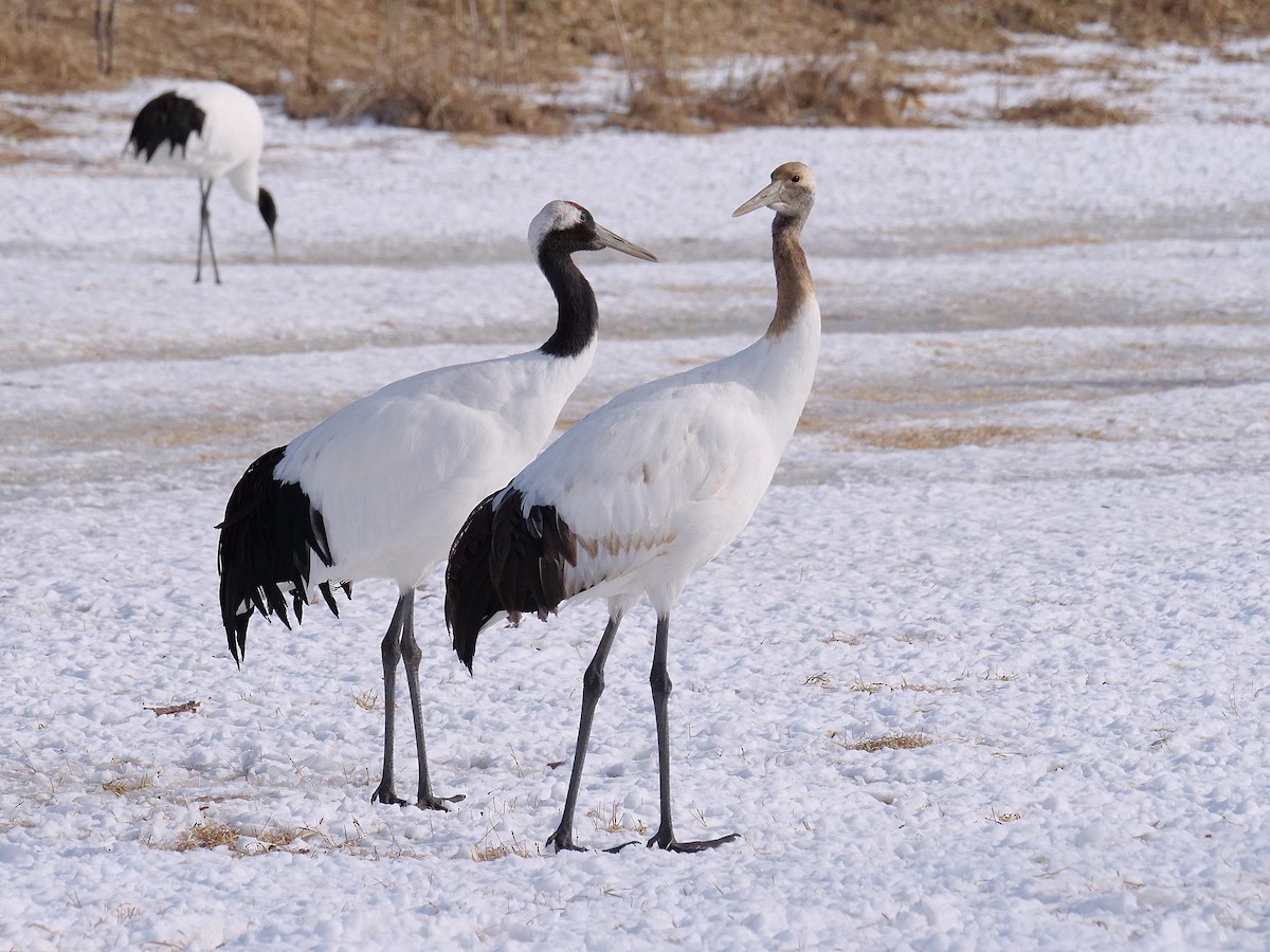 Red-crowned Crane - ML642028266