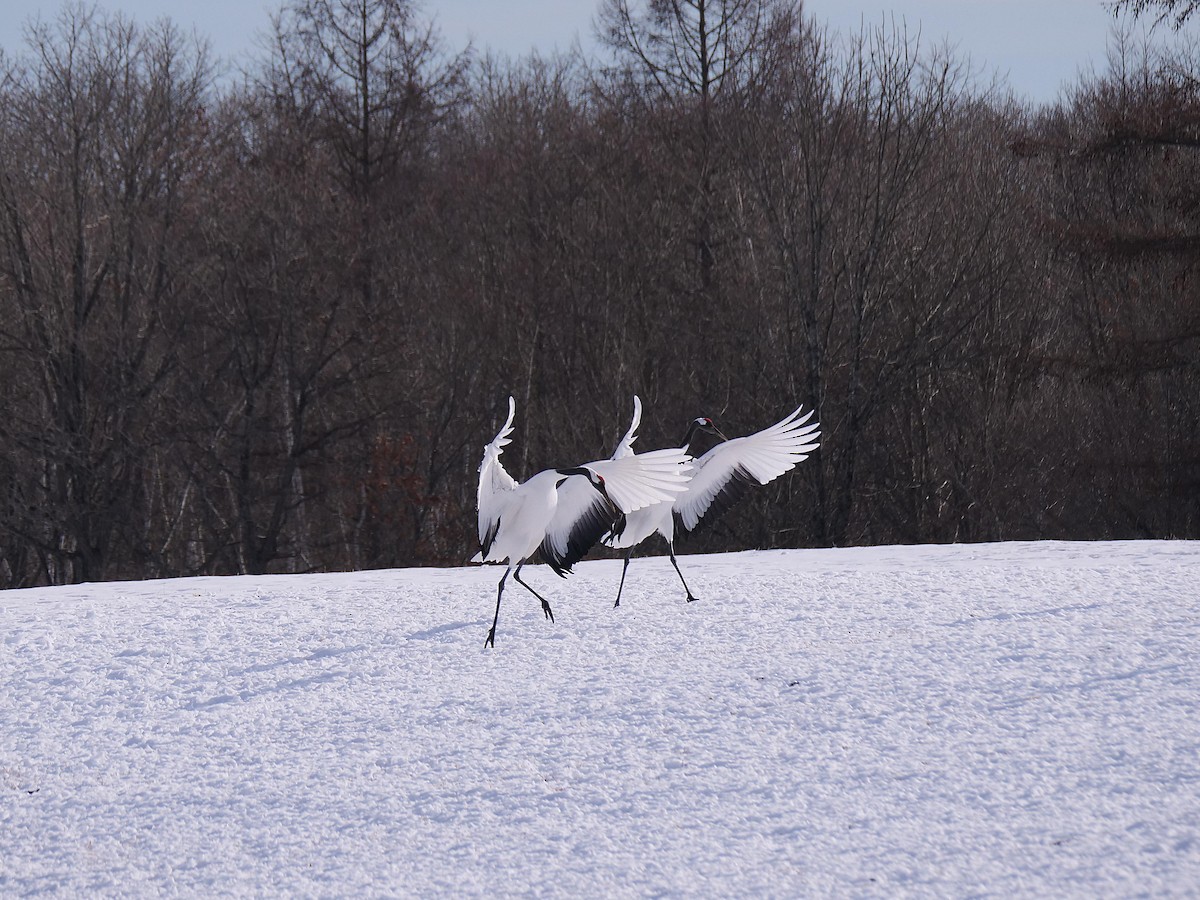 Red-crowned Crane - ML642028277
