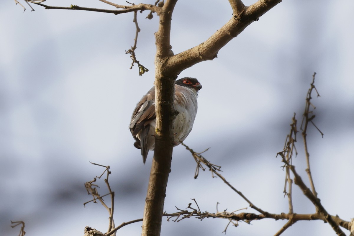Red-thighed Sparrowhawk - ML642028331