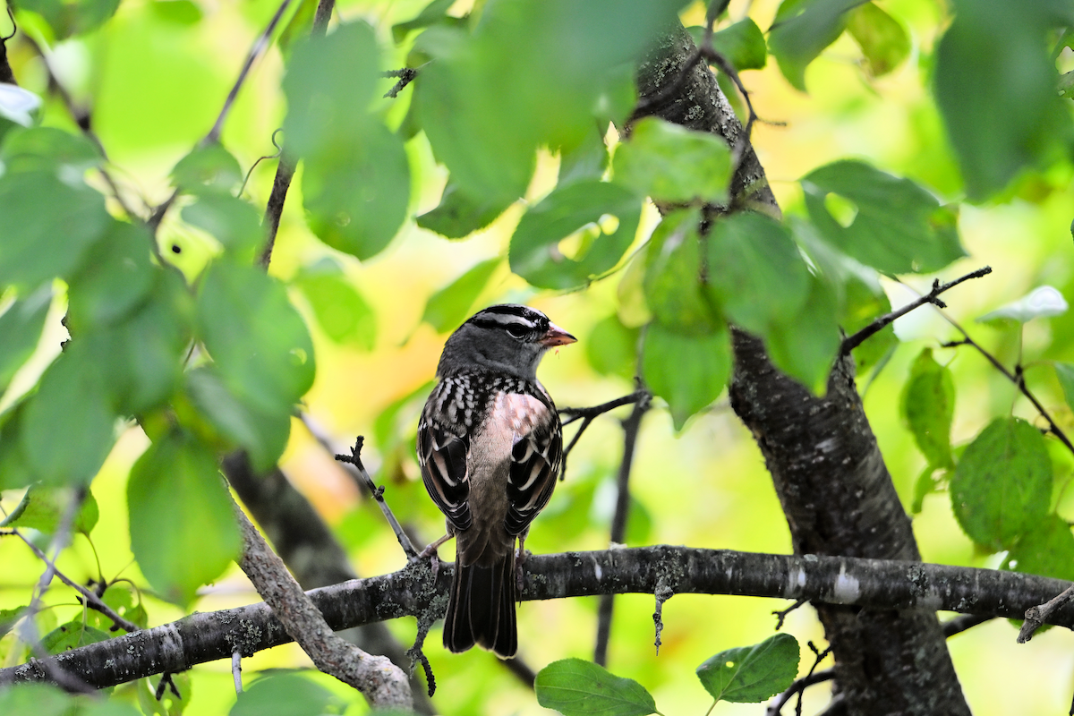 White-crowned Sparrow - ML642028335
