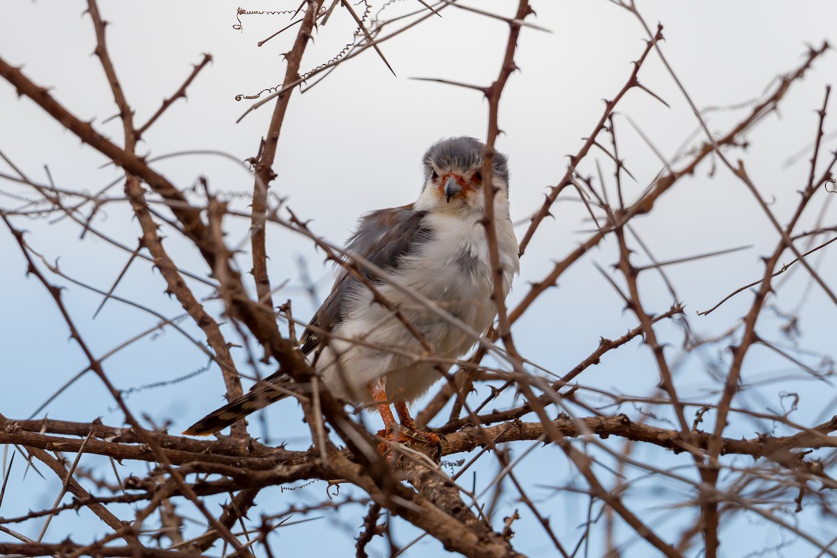 Pygmy Falcon - ML642028339