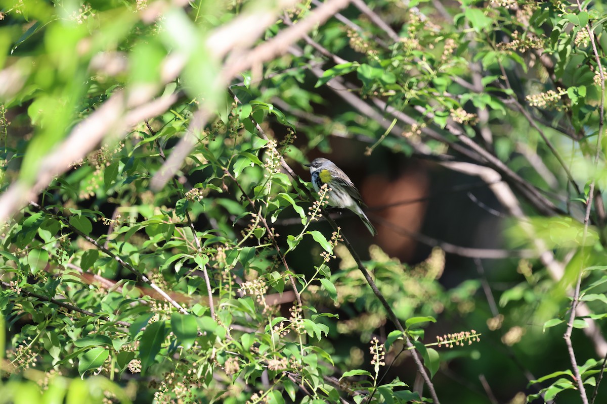 Yellow-rumped Warbler (Myrtle) - ML642028354