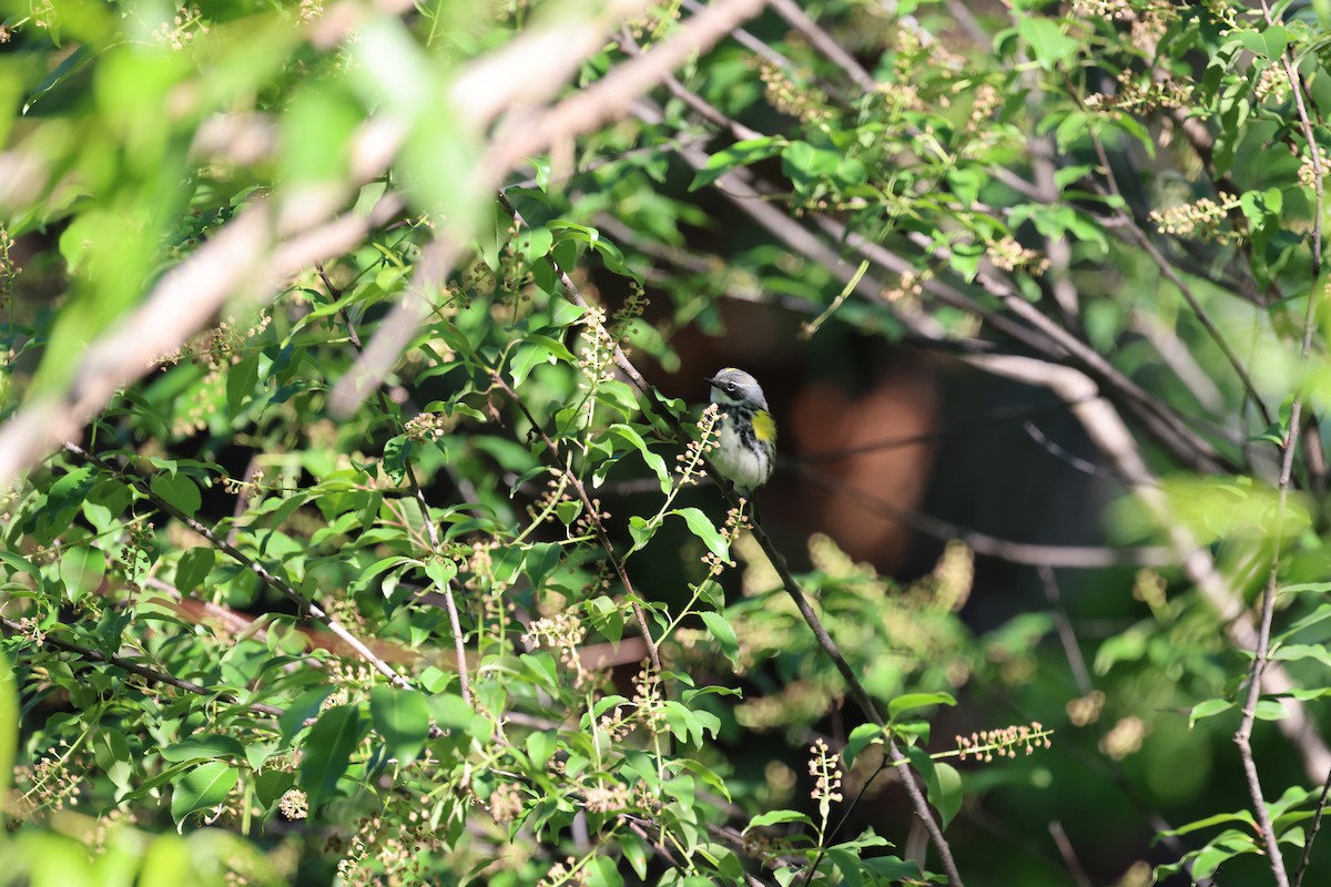 Yellow-rumped Warbler (Myrtle) - ML642028357