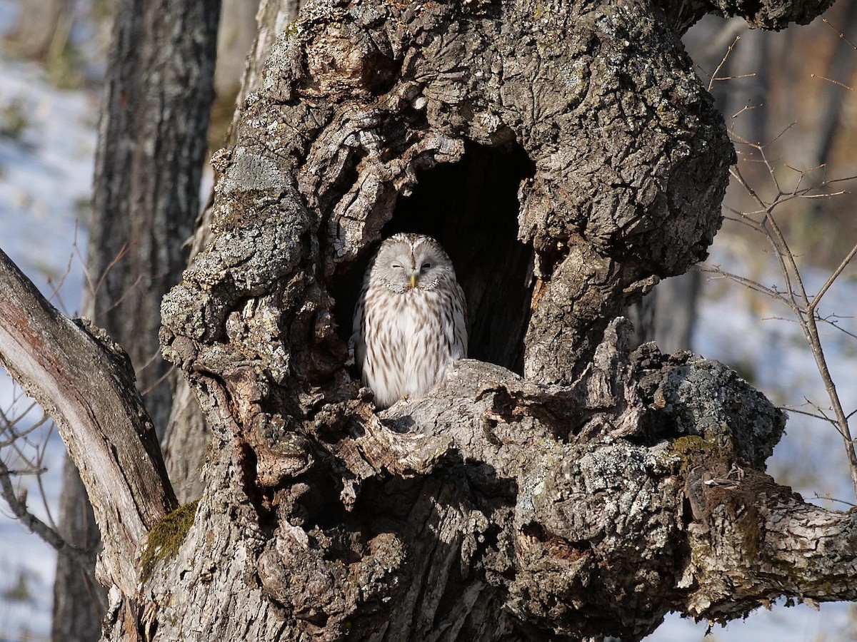 Ural Owl - ML642028359