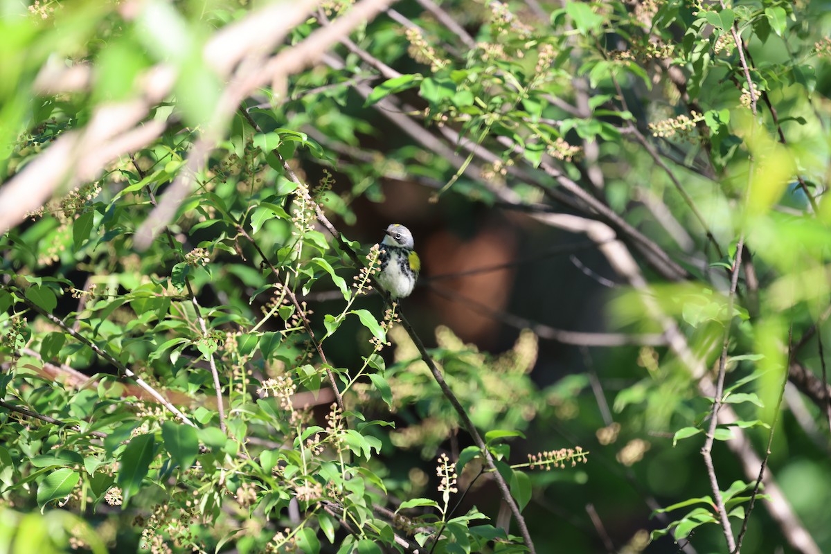 Yellow-rumped Warbler (Myrtle) - ML642028360