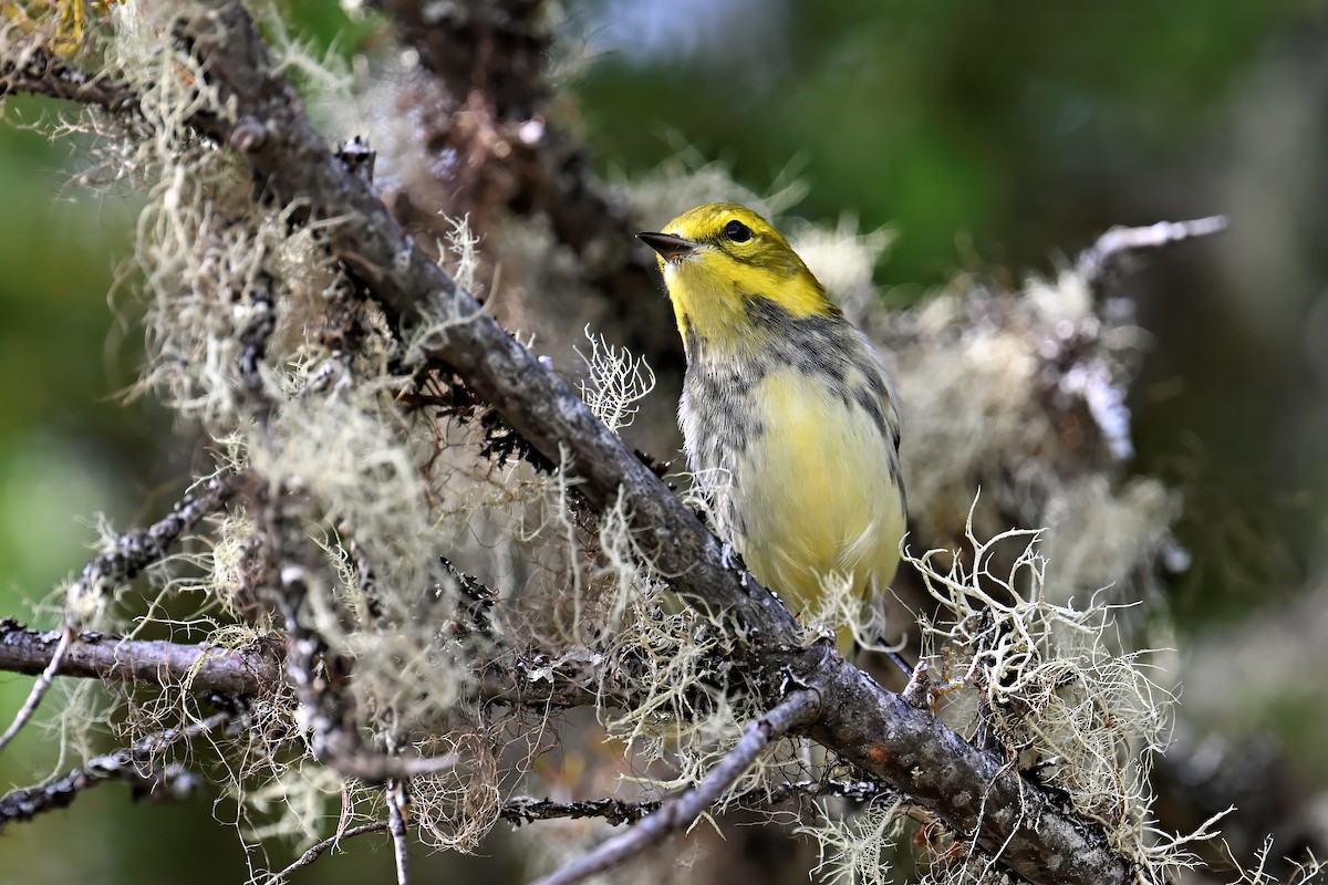 Black-throated Green Warbler - ML642028365