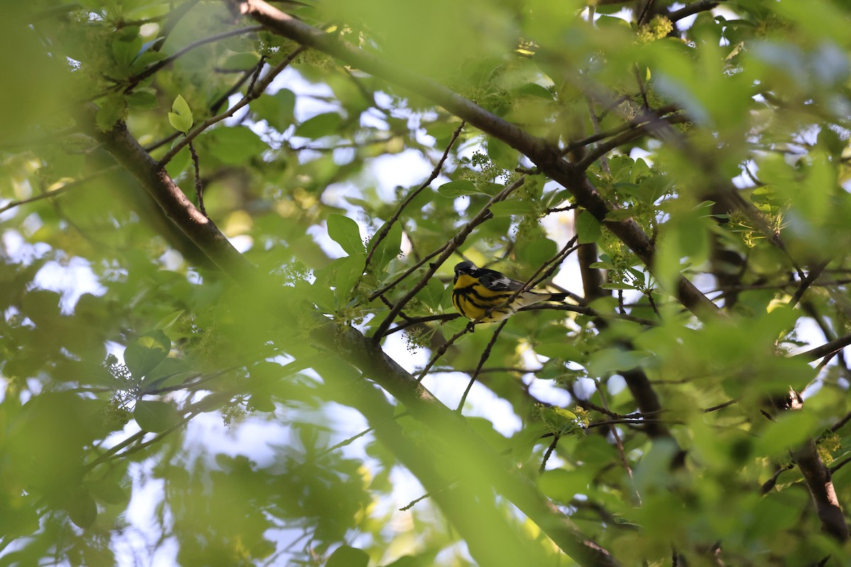 Magnolia Warbler - ML642028366