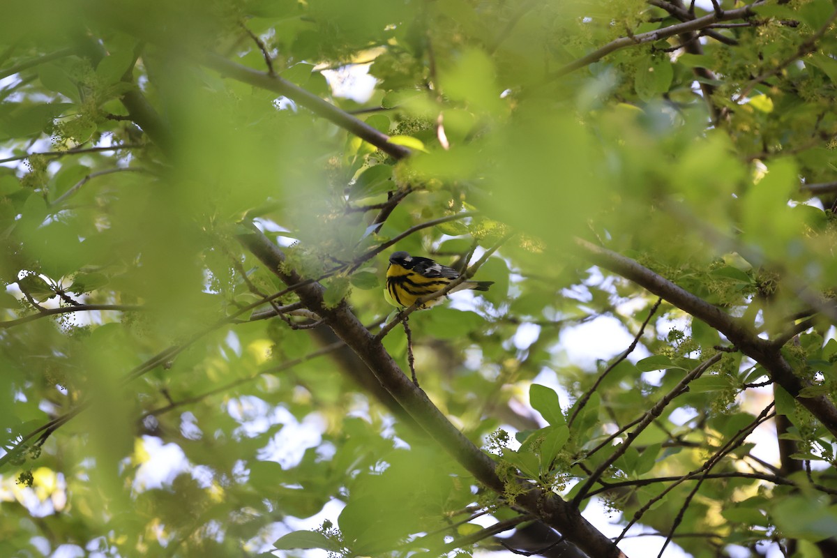 Magnolia Warbler - ML642028372