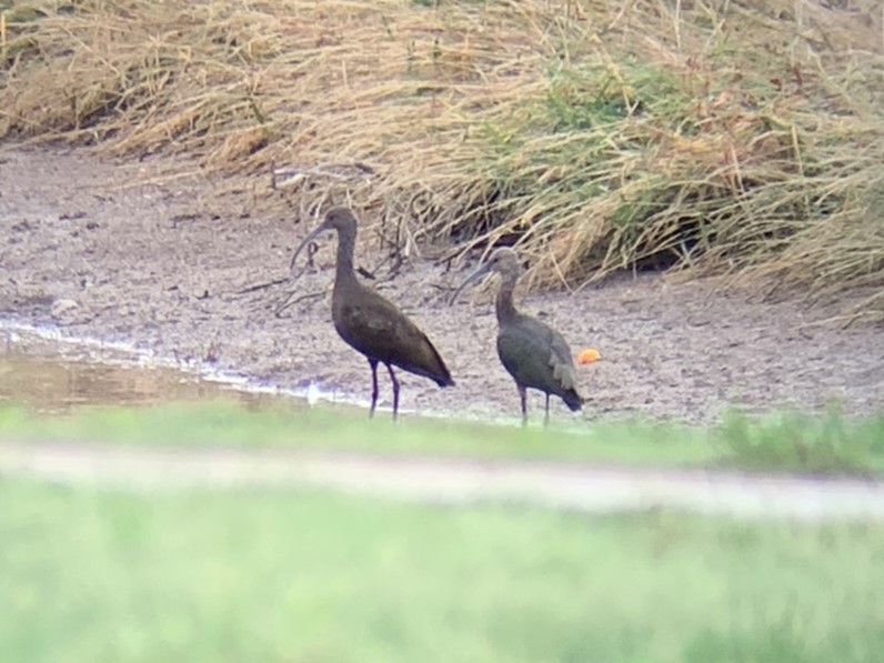 White-faced Ibis - ML642028406