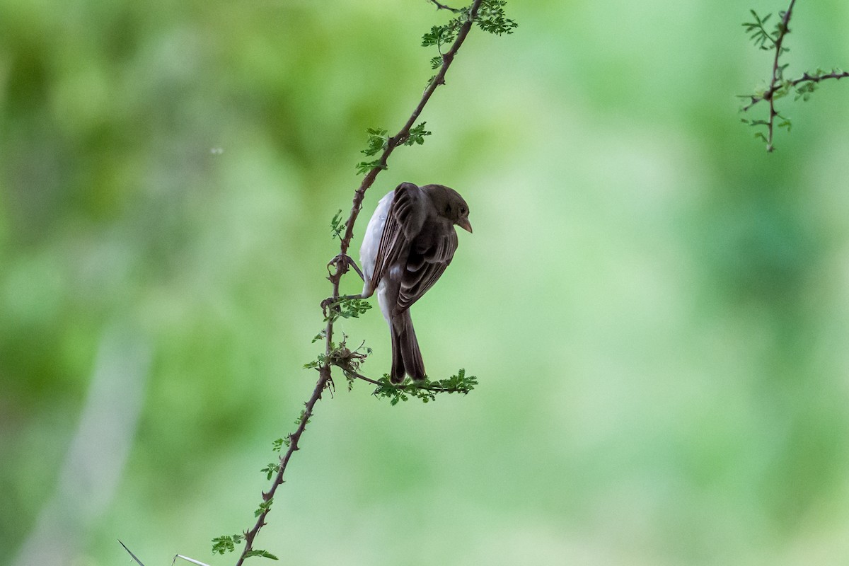 Yellow-spotted Bush Sparrow - ML642028412