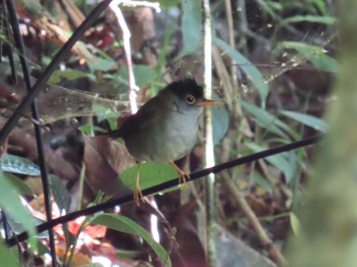Black-headed Nightingale-Thrush - ML642028415