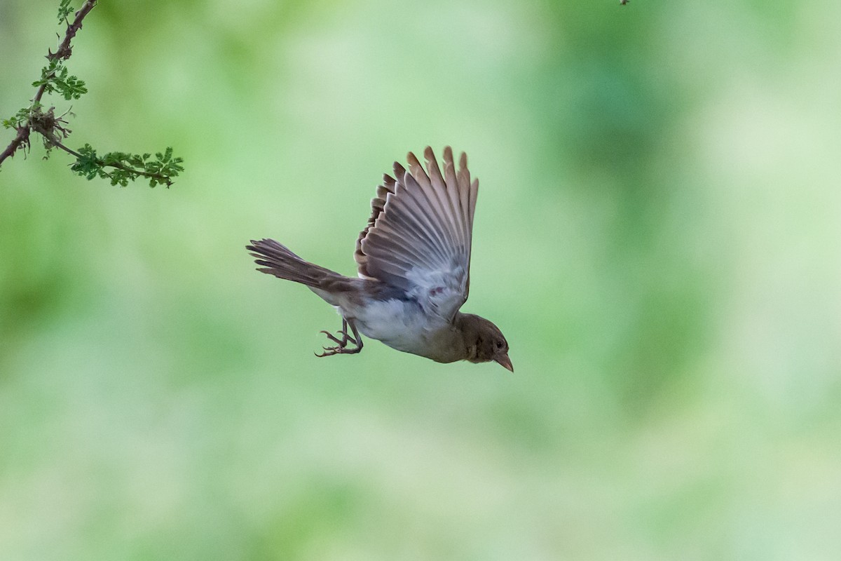 Yellow-spotted Bush Sparrow - ML642028419