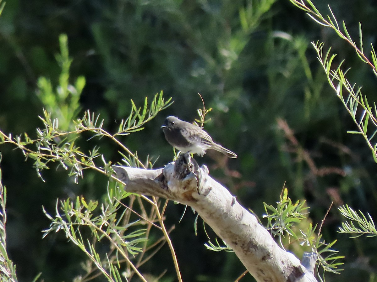 Black Phoebe - ML642028421