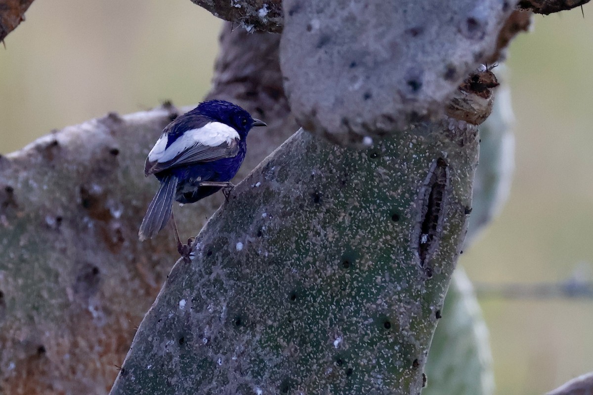 White-winged Fairywren - ML642028423