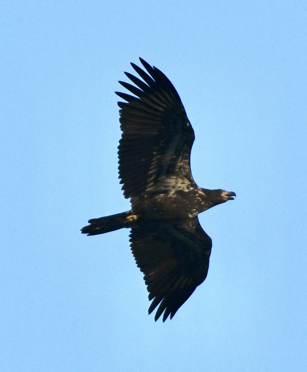 Ak Başlı Kartal - ML642028431