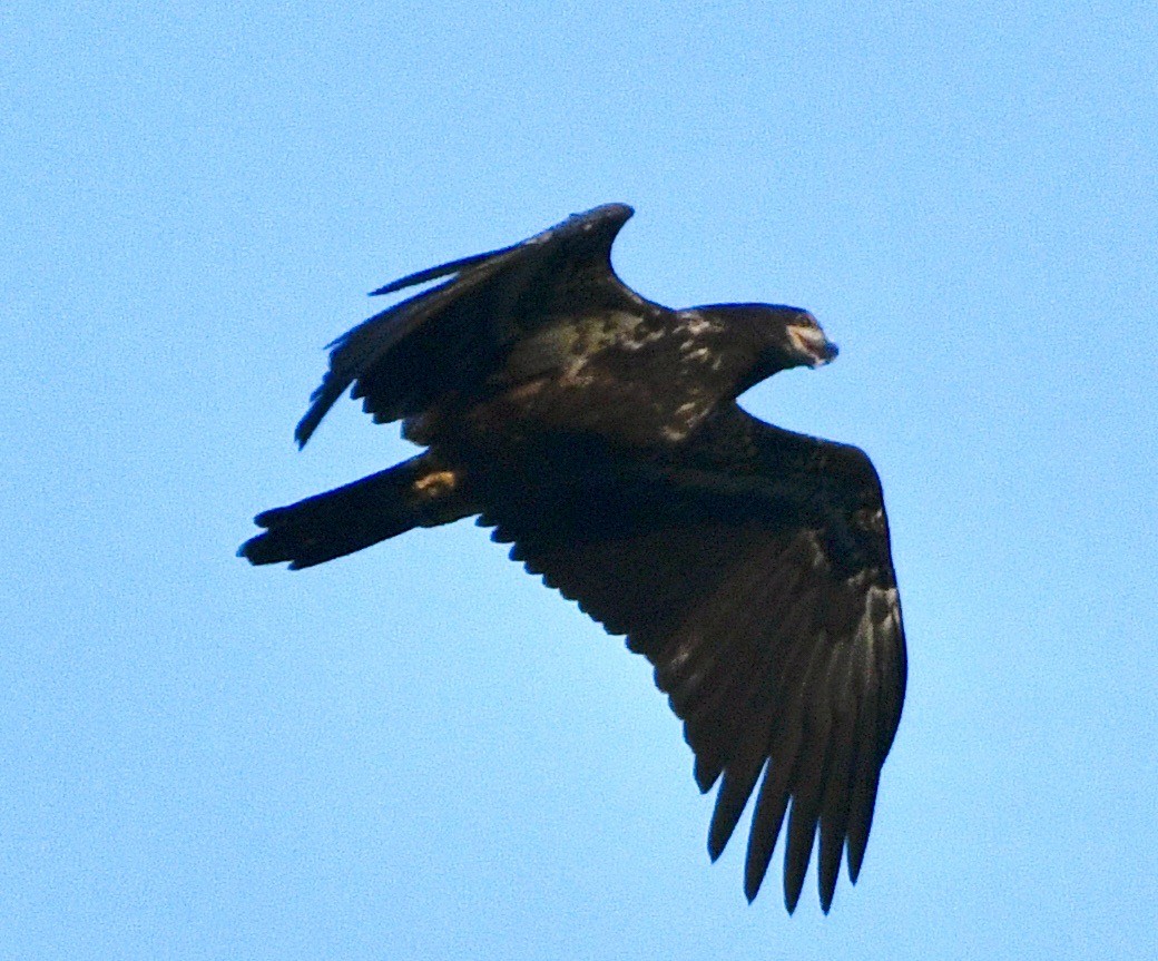 Ak Başlı Kartal - ML642028432