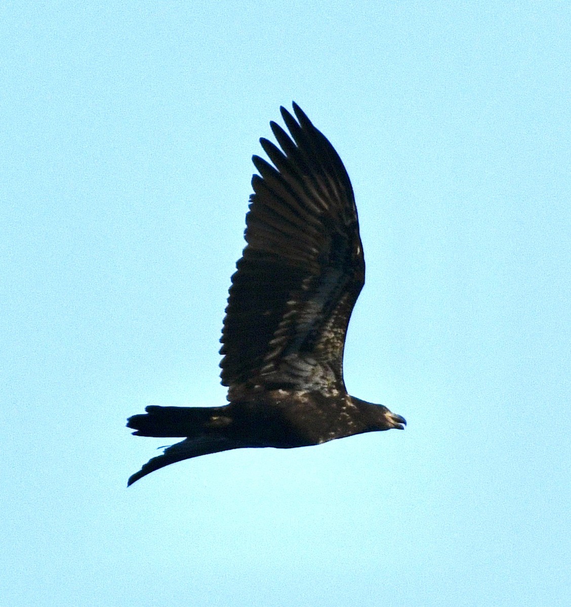 Ak Başlı Kartal - ML642028433