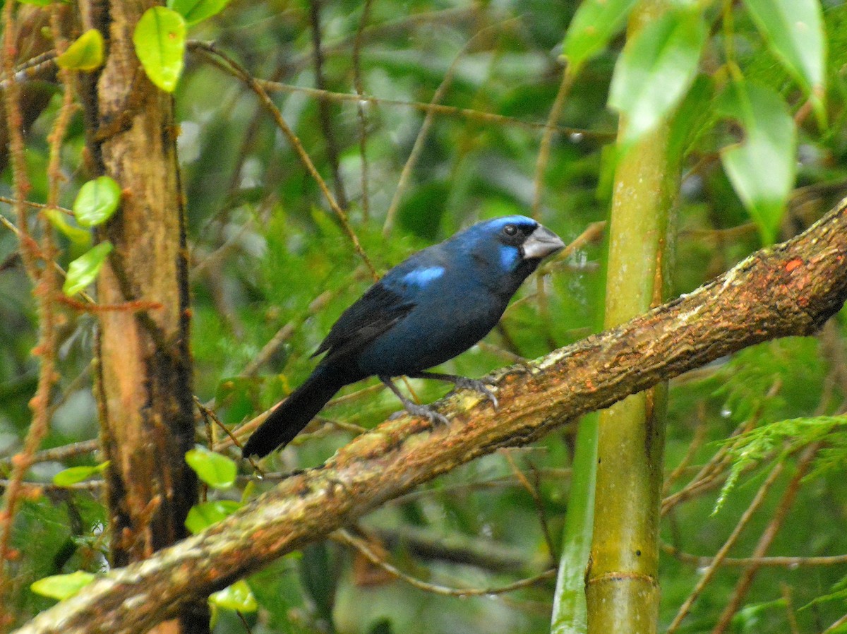 Ultramarine Grosbeak - ML642028436