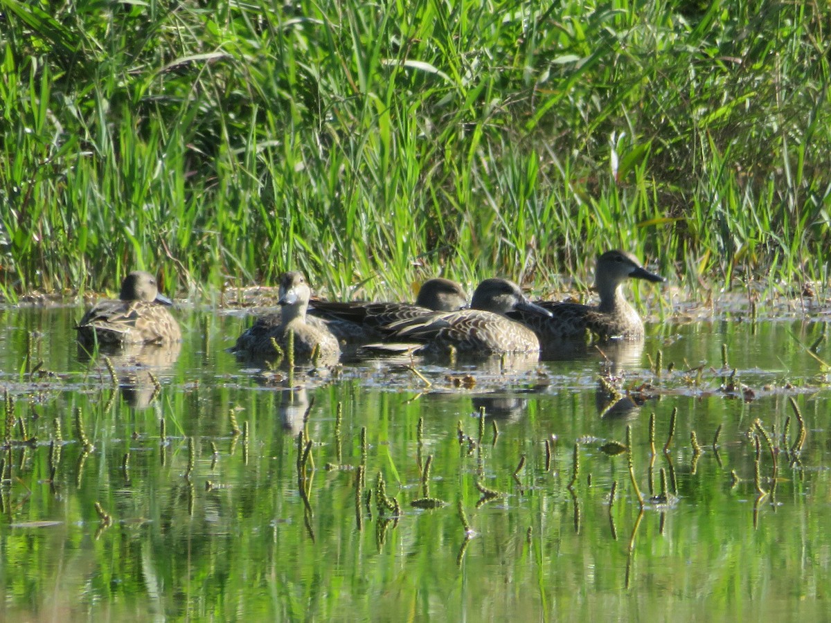 Blue-winged Teal - ML642028459