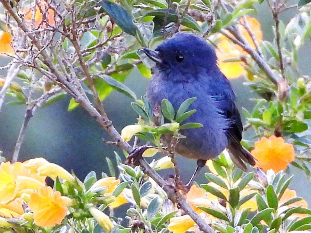 Slaty Flowerpiercer - ML642028472