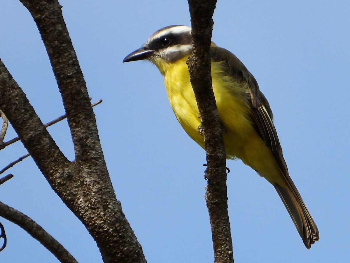 Golden-bellied Flycatcher - ML642028487