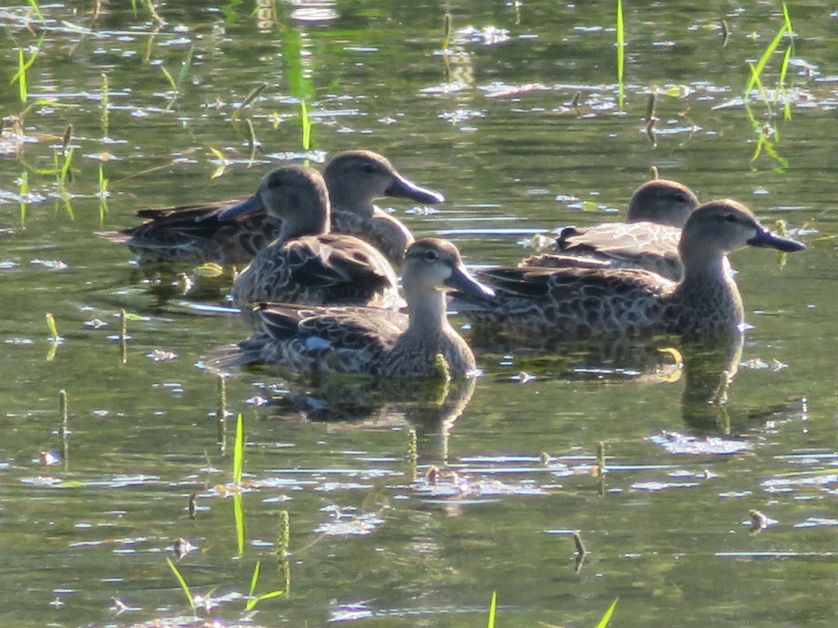 Blue-winged Teal - ML642028488