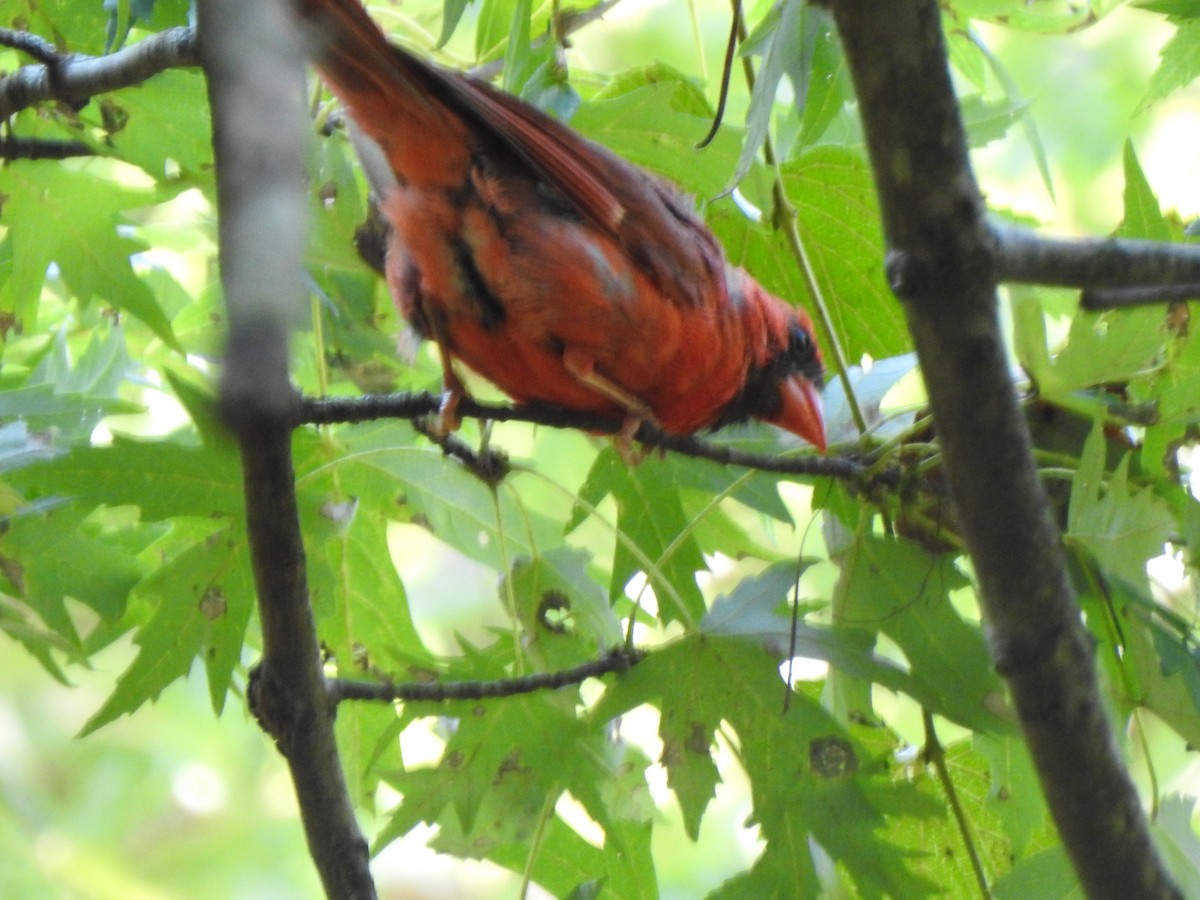 Northern Cardinal - ML642028534