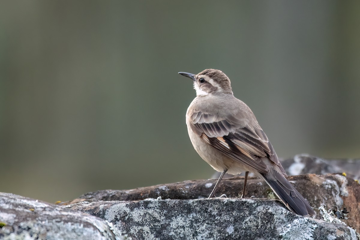 Long-tailed Cinclodes - ML642028575
