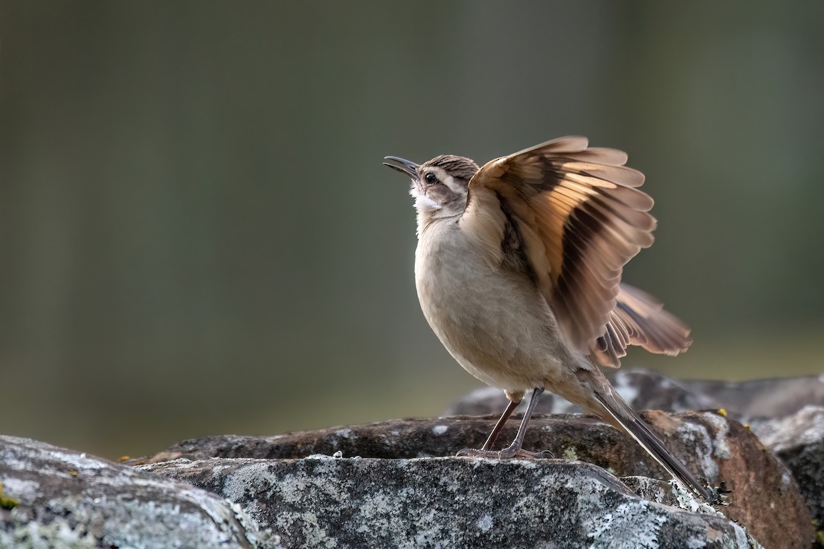 Long-tailed Cinclodes - ML642028576