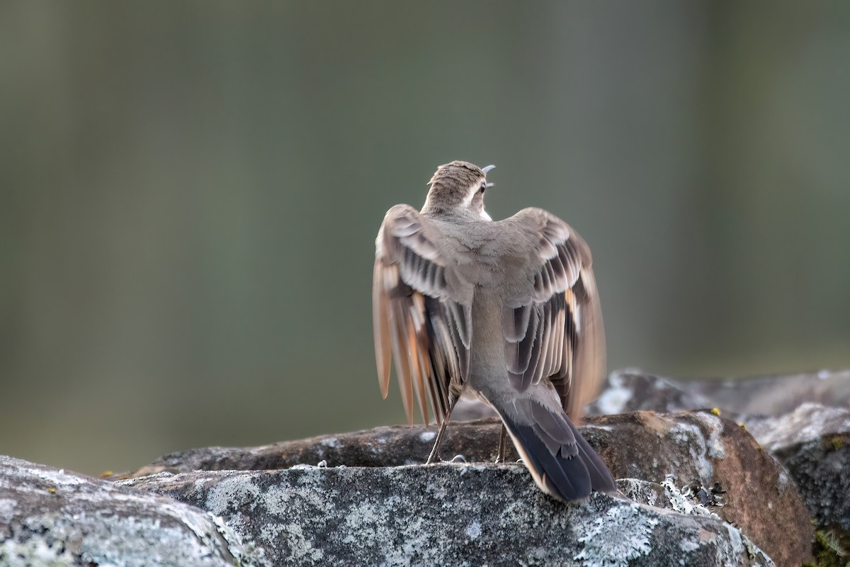 Long-tailed Cinclodes - ML642028577