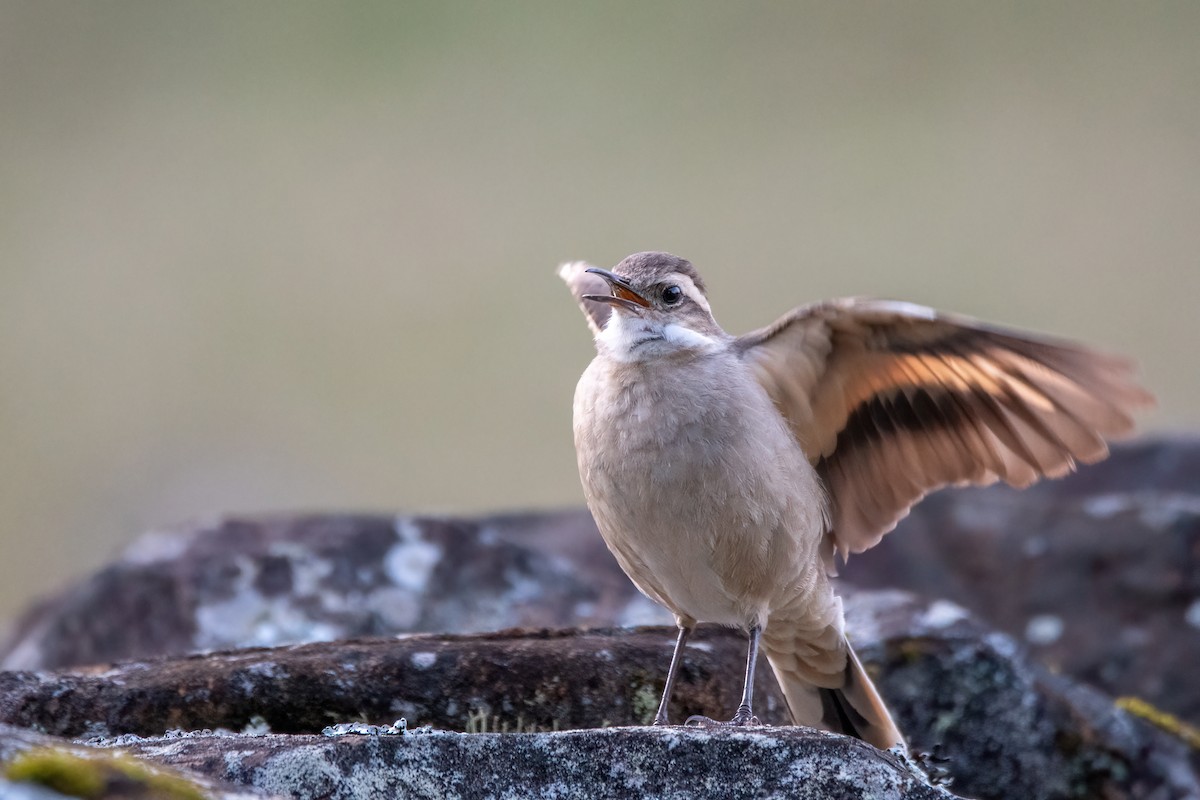 Long-tailed Cinclodes - ML642028579
