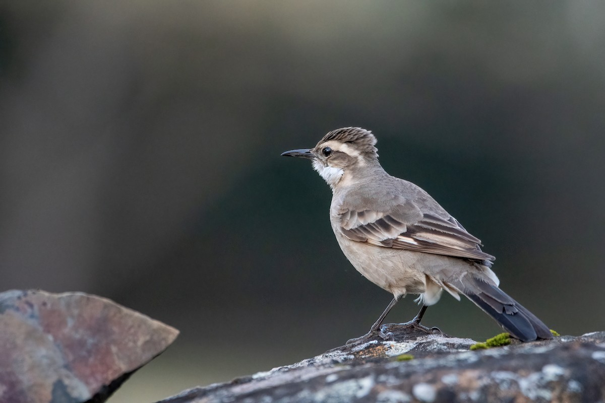 Long-tailed Cinclodes - ML642028580