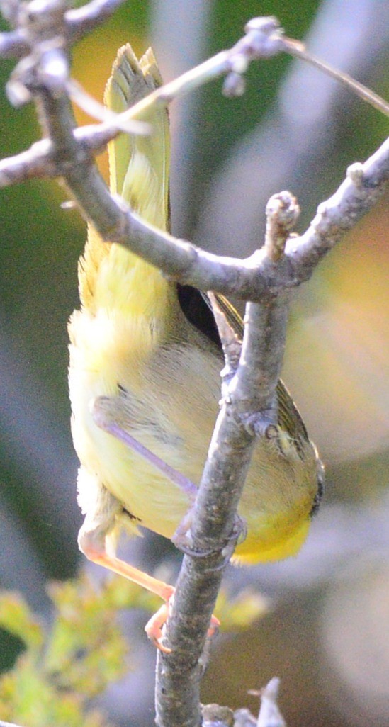 Common Yellowthroat - ML642028587
