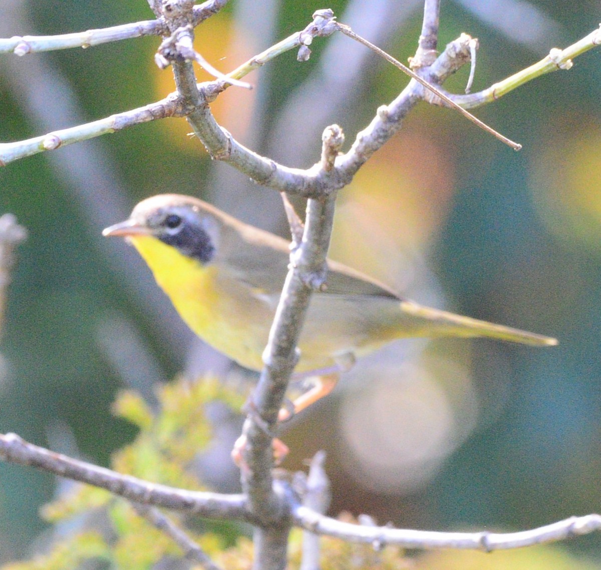 Common Yellowthroat - ML642028588