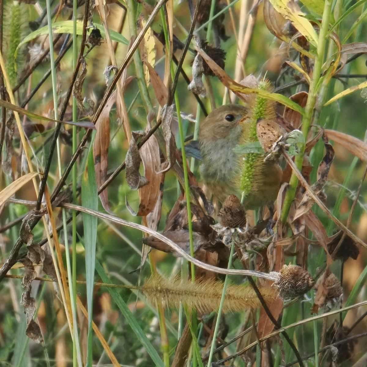 Indigo Bunting - ML642028590