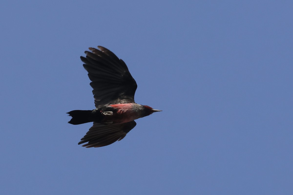 Lewis's Woodpecker - ML642028600