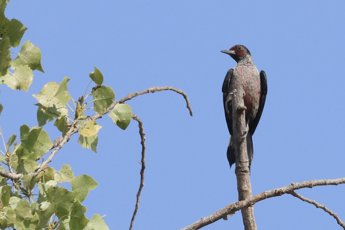 Lewis's Woodpecker - ML642028601