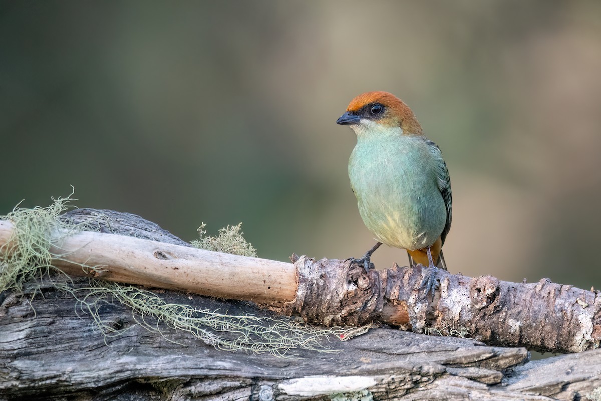 Chestnut-backed Tanager - ML642028607