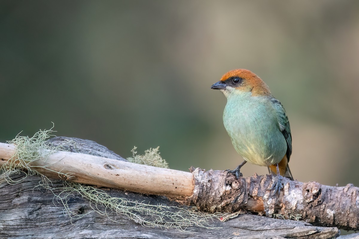 Chestnut-backed Tanager - ML642028608