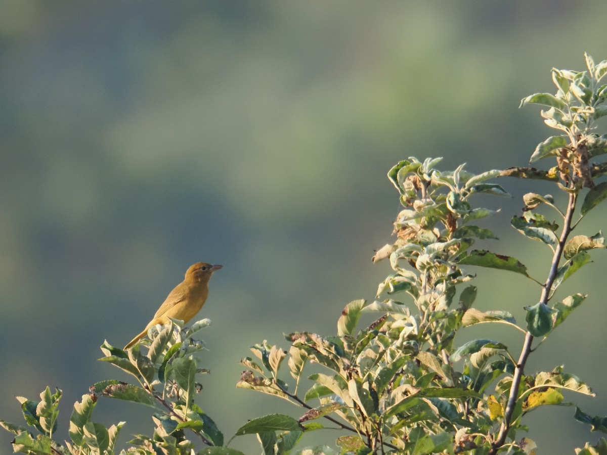 Summer Tanager - ML642028609