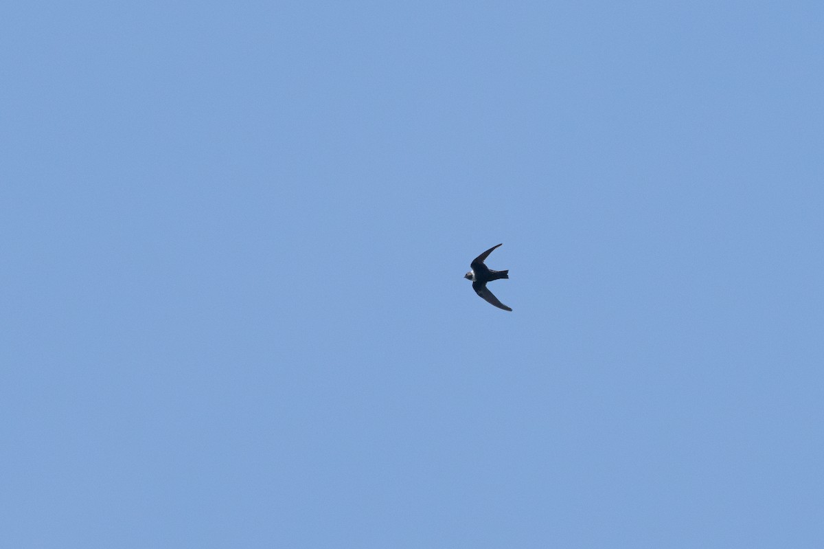 White-collared Swift - ML642028610