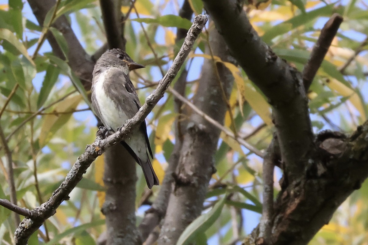 Olive-sided Flycatcher - ML642028614