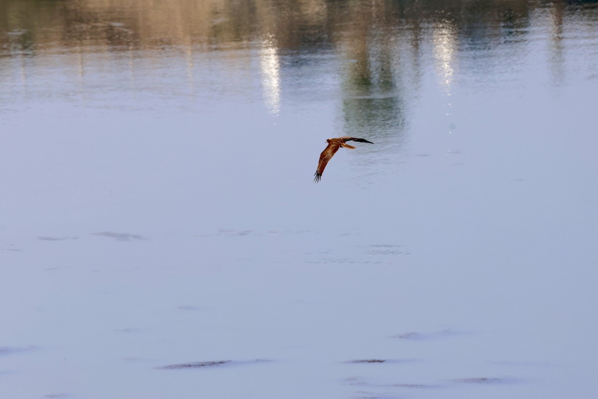 Falco di palude - ML642028617
