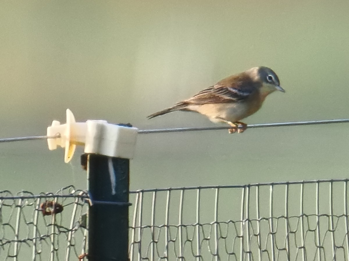 Pine Warbler - ML642028618