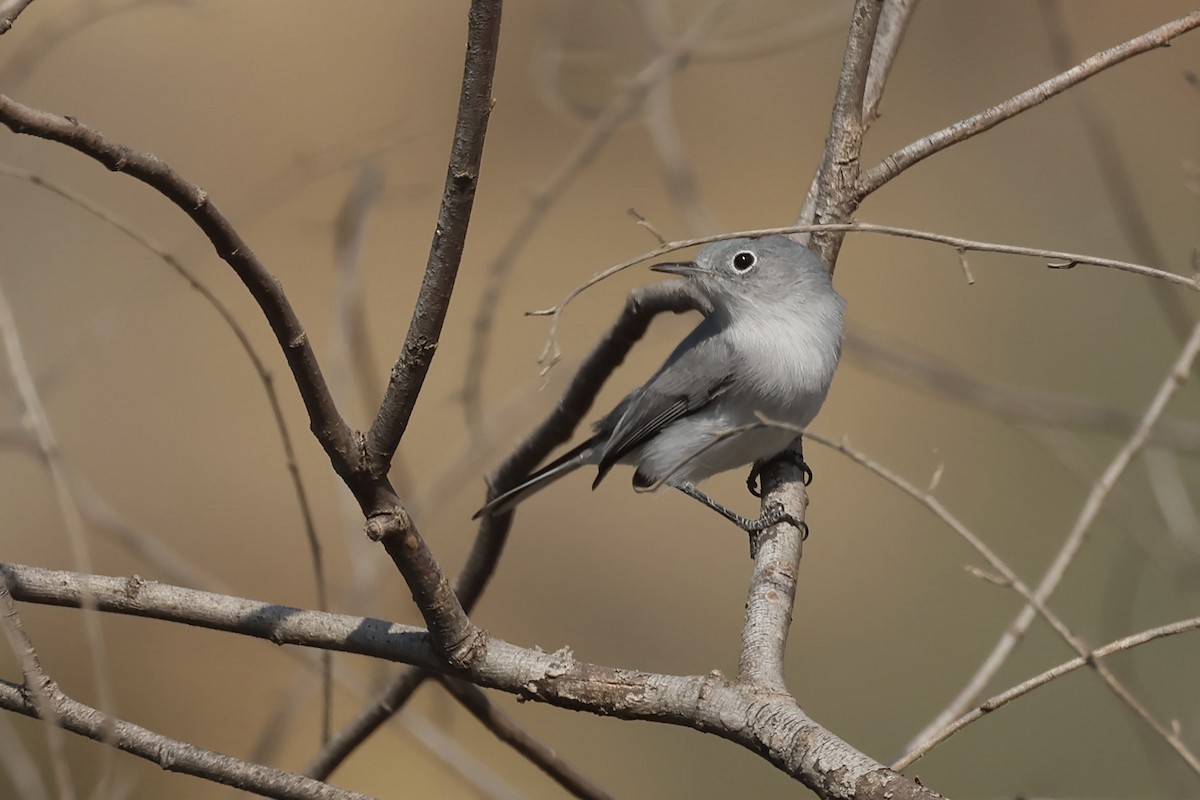 Blue-gray Gnatcatcher - ML642028620